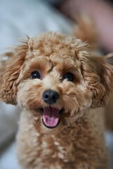 Una fotograf&iacute;a de un perro maltipoo en un entorno al aire libre divertido con vegetaci&oacute;n borrosa. Un perro est&aacute; sonriendo.