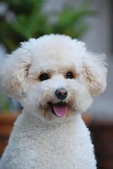 Una fotograf&iacute;a de un perro maltipoo en un entorno al aire libre divertido con vegetaci&oacute;n borrosa. Un perro est&aacute; sonriendo.