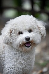Una fotograf&iacute;a de un perro maltipoo en un entorno al aire libre divertido con vegetaci&oacute;n borrosa. Un perro est&aacute; sonriendo.