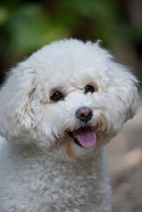 Una fotograf&iacute;a de un perro maltipoo en un entorno al aire libre divertido con vegetaci&oacute;n borrosa. Un perro est&aacute; sonriendo.