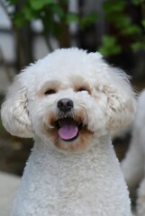Una fotograf&iacute;a de un perro maltipoo en un entorno al aire libre divertido con vegetaci&oacute;n borrosa. Un perro est&aacute; sonriendo.
