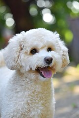 Una fotograf&iacute;a de un perro maltipoo en un entorno al aire libre divertido con vegetaci&oacute;n borrosa. Un perro est&aacute; sonriendo.
