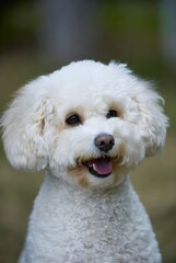 Una fotograf&iacute;a de un perro maltipoo en un entorno al aire libre divertido con vegetaci&oacute;n borrosa. Un perro est&aacute; sonriendo.