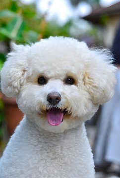 Una fotograf&iacute;a de un perro maltipoo en un entorno al aire libre divertido con vegetaci&oacute;n borrosa. Un perro est&aacute; sonriendo.