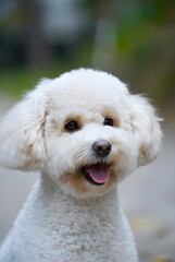 Una fotograf&iacute;a de un perro maltipoo en un entorno al aire libre divertido con vegetaci&oacute;n borrosa. Un perro est&aacute; sonriendo.