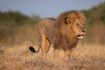 eye level picture of a big male lion