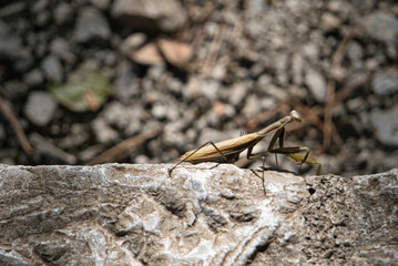 praying mantid on a branch