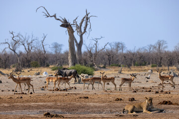 lioness relaxes at the edge of a waterhole with many thirsty impalas in the background