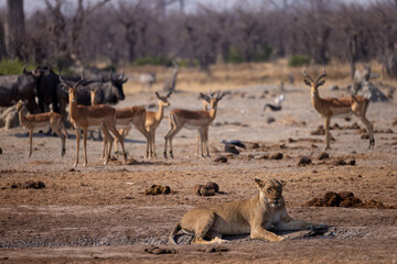 lioness relaxes at the edge of a waterhole with many thirsty impalas in the background