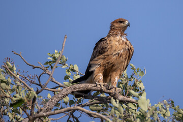 tawny eagle on the top of a tree
