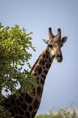 a giraffe peeks out from behind a tree