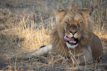 young male lion in Savuti, Botswana