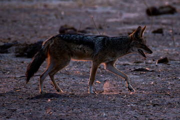 black backed jakal in backlit