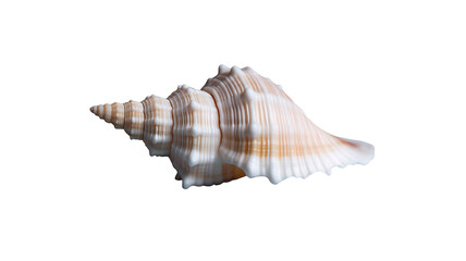 Seashell's Natural Beauty: A close-up captures the intricate spiral and textured surface of a seashell, displaying its natural elegance and coastal origin.