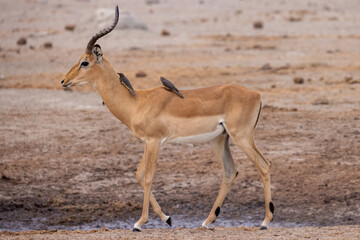 oxpecker birds annoy a male impala antelope
