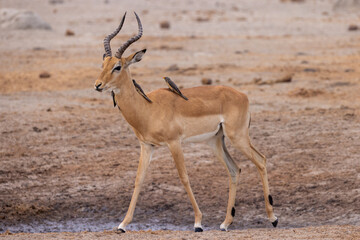 oxpecker birds annoy a male impala antelope