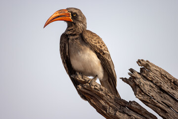 red-billed hornbill on a tree