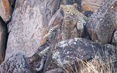 leopard relaxes on a rocky ledge in Savuti, Botswana