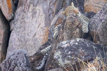 leopard relaxes on a rocky ledge in Savuti, Botswana