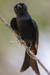 fork-tailed drongo on a twig