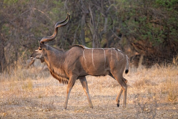 male kudu antelope in Savuti, Botswana