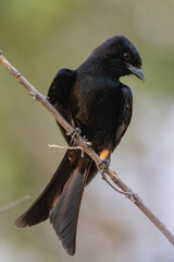 fork-tailed drongo on a twig