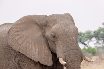 portrait picture of an african elephant