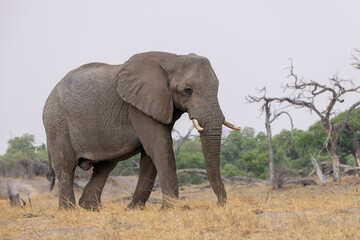 african elephant in Savuti NP, Botswana