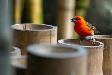 robin on a fence