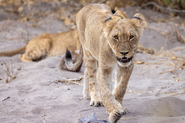 juvenile lion in a mopane forest in Savuti
