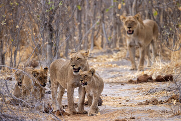lions in a mopane forest