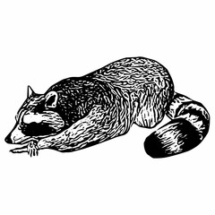 Vintage hand-drawn raccoon lying down with detailed fur texture, illustrated in classic engraved style for wildlife design.