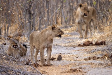 lions in a mopane forest