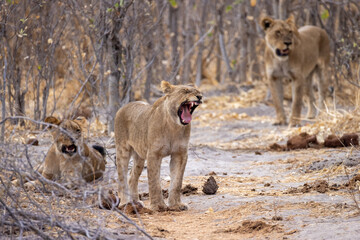 yawning lion in a mopane forest