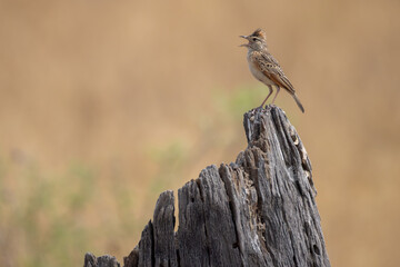 a lark on a dead tree trunk