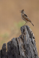 a lark on a dead tree trunk