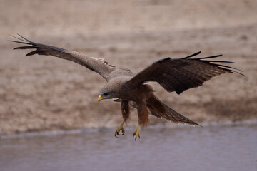 a landing red kite in Savuti NP, Botswana © Marcel