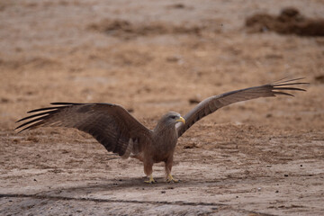 a landing red kite in Savuti NP, Botswana © Marcel