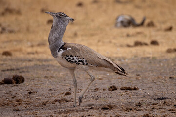 a kori bustard in Savuti NP, Botswana