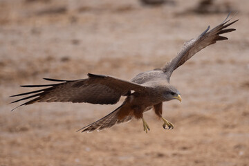 a landing red kite in Savuti NP, Botswana © Marcel