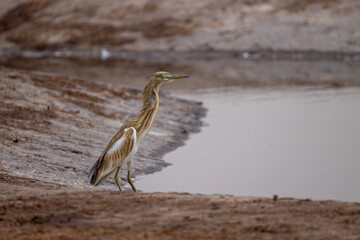 squacco heron at a waterhole