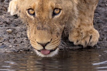 thirsty juvenile lion drinks water