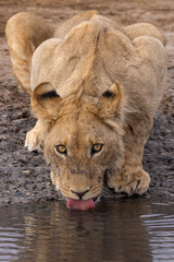 thirsty juvenile lion drinks water