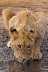 thirsty juvenile lion drinks water