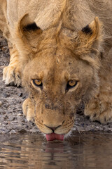 thirsty juvenile lion drinks water