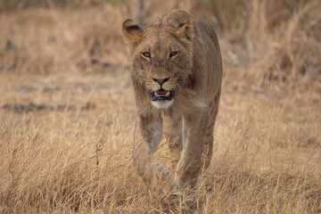 juvenile male lion in Savuti NP, Botswana