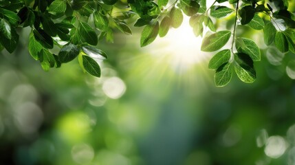 Obraz premium Lush green leaves with sun flare background