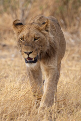 juvenile male lion in Savuti NP, Botswana