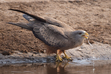 Fototapeta premium a thirsty red kite drinks at a waterhole