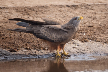 a thirsty red kite drinks at a waterhole